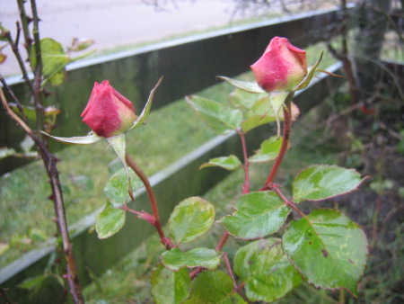 JULROS2