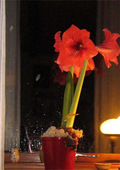 Amaryllis med fyra utslagna blommor och en ny stängel på gång