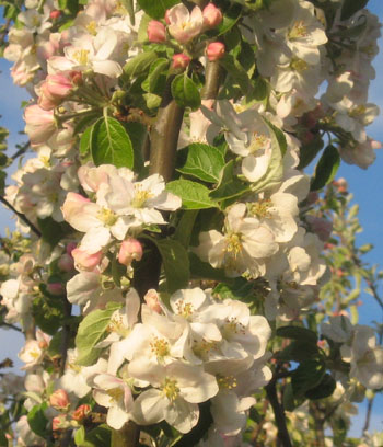 Mmm, många vackra blommor