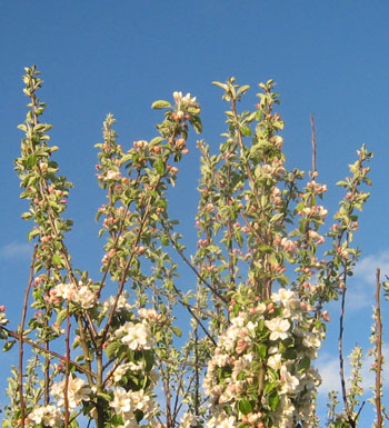 och så en äppelblomshimmel