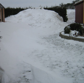 Snö och blåst. Trädgård fylld med en enda driva.