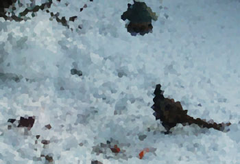 Fasan och koltrast, vem kunde väl tro det?