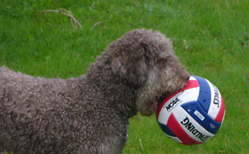 Doglas med stor boll i liten mun. Nöjd med sitt byte.
