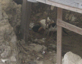 några hemlösa släktingar till katten, i slottsruin i Budapest