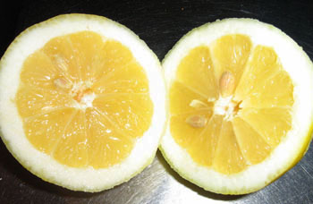 två halva citroner...