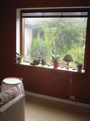 Utsikt från gästrummet. 