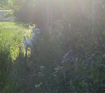 Det vattnas i munnen på Zappa när han hittar mormors hönor. MEN de är totalt onåbara...