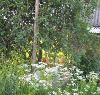 Mormors lyckliga hönor i sin stora fina hönsgård, bryr sig inte ett dugg om Zappa.