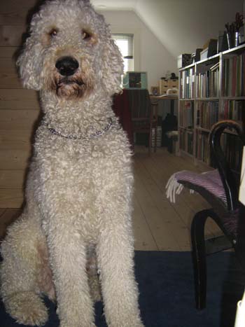 Hund blockerar ingången till arbetsrummet.