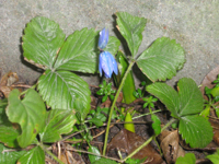 Scilla, tror jag, i sin rätta miljö