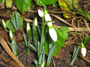Snödroppar i sin rätta miljö