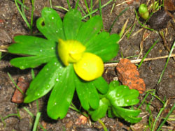 Vintergäck, ensam i kylan