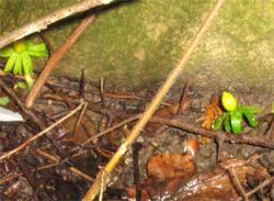 Vintergäck, med sällskap i kylan