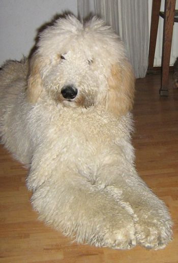 Fluffig, bomullsliknande, klok pudel